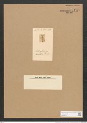 Scoliopleura adriatica Grun. (de-Toni-Nr.: Genus 14, Species 1111) Zeichnungen Sammlung Grunow Nr. 2197 (NHMW-BOT-W0369273)